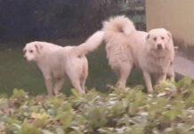 Due cani sparati e uccisi in Calabria – la denuncia di una imprenditrice