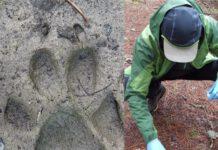 Guide Parco volontarie per proteggere il Lupo in Aspromonte… ed in tutta Italia!