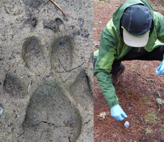 Guide Parco volontarie per proteggere il Lupo in Aspromonte… ed in tutta Italia!