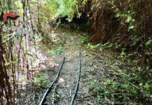 Nicotera Marina – scovata piantagione di cannabis con oltre 2000piante