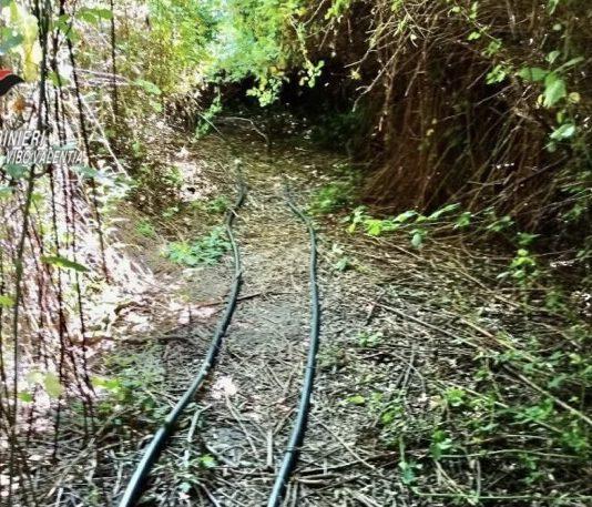 Nicotera Marina – scovata piantagione di cannabis con oltre 2000piante
