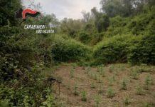 Scoperta piantagione di canapa “olandese” nel vibonese