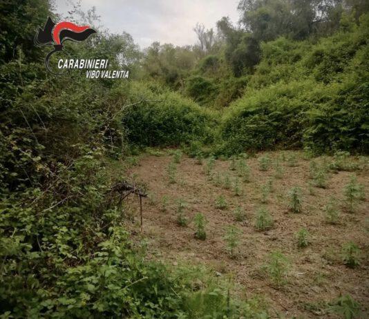 Scoperta piantagione di canapa “olandese” nel vibonese