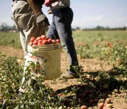 Lavoratori agricoli, ordinanza di Spirlì: “Divieto di esposizione prolungata al sole”