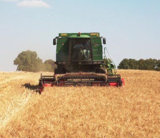 Bimbo di 10 anni muore travolto dal grano appena trebbiato