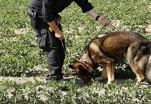 Ragazza pakistana scomparsa, lo zio in chat: “Lavoro fatto bene”