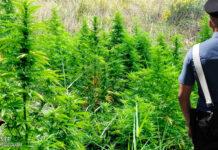 Scoperte tre piantagioni di canapa indiana – due arresti