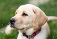 Prende a calci cagnolino uccidendolo – denunciato