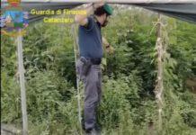 Oltre 2000 piante di marijuana scoperte – un arresto