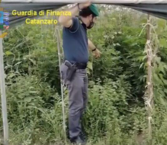 Oltre 2000 piante di marijuana scoperte – un arresto