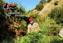 Scoperta piantagione di canapa indiana nana a Grotteria