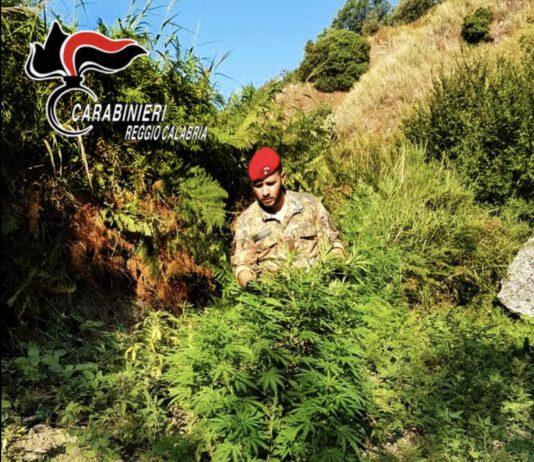 Scoperta piantagione di canapa indiana nana a Grotteria