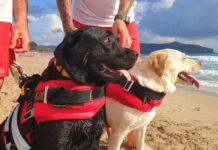 Cani bagnino salvano 15enne