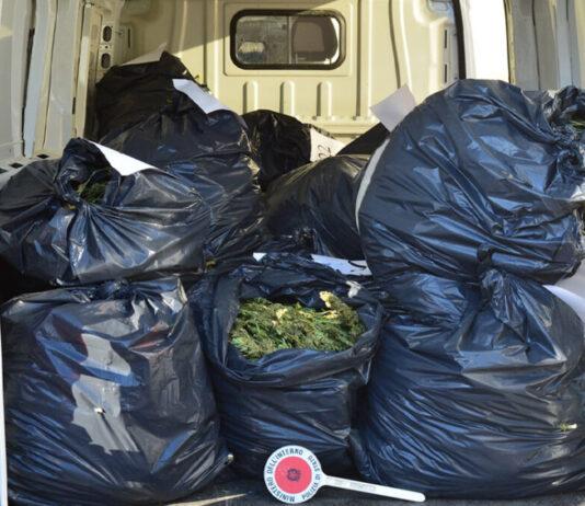 Marijuana nascosta nei sacchi dell’immondizia – 4 persone arrestate