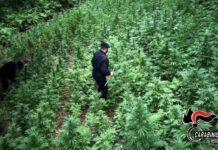 Controlli carabinieri nella Piana di Gioia Tauro – una denuncia, un arresto e sequestro di una piantagione di marijuana