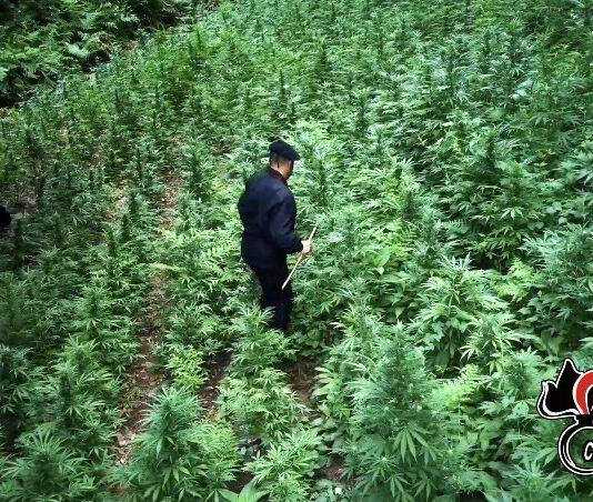 Controlli carabinieri nella Piana di Gioia Tauro – una denuncia, un arresto e sequestro di una piantagione di marijuana