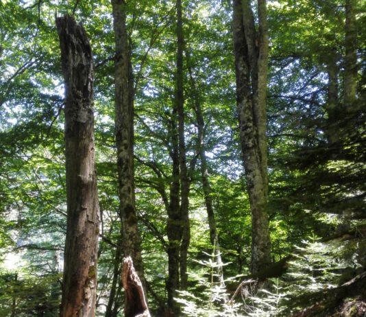 Parco Aspromonte: faggeta vetusta di Valle Infernale è stata iscritta tra i patrimoni mondiali dell’UmanitàUnesco