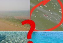 Segnalazioni mare sporco ma l’Arpacal smentisce: “si tratta di fioritura algale”