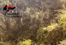 Scoperta piantagione canapa indiana