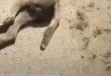 Uccide il cane del vicino lo lega al furgone e posta video sui social