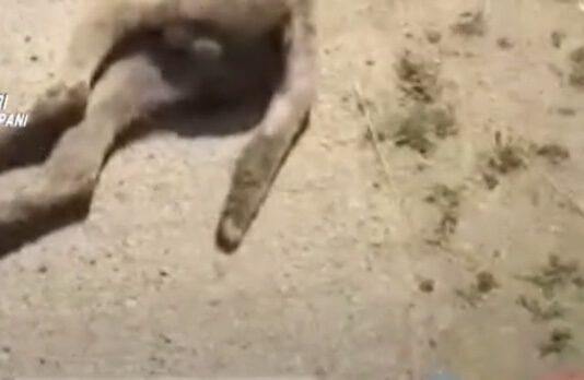 Uccide il cane del vicino lo lega al furgone e posta video sui social