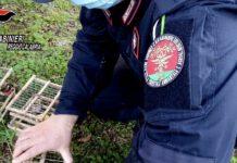 Deteneva illegalmente 18 cardellini catturati in natura – una persona denunciata