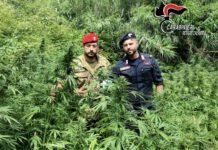Rosarno – sorpreso ad irrigare piantagione di marijuana: arrestato 44enne