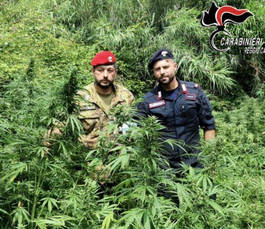 Rosarno – sorpreso ad irrigare piantagione di marijuana: arrestato 44enne