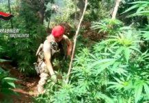 Scoperta piantagione di marijuana