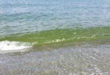 Orsomarso su mare Calabria: Acque in ottime condizioni