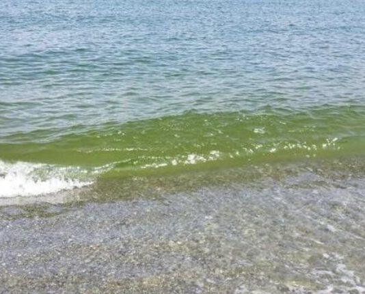 Orsomarso su mare Calabria: Acque in ottime condizioni