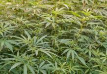 San Ferdinando – 900 piante di marijuana trovate in un terreno in stato di abbandono