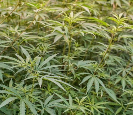 San Ferdinando – 900 piante di marijuana trovate in un terreno in stato di abbandono