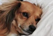 Calabria – tortura e uccide il proprio cagnolino lanciandolo ripetutamente in acqua Foto di repertorio