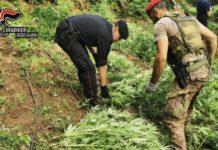 Piantagione di marijuana scoperta in zona Limina a 500 mt di altitudine