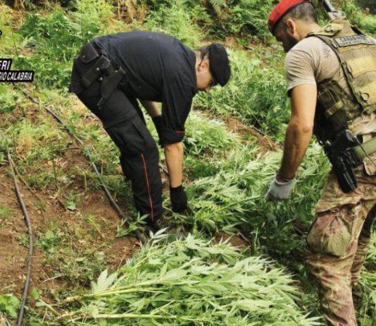 Piantagione di marijuana scoperta in zona Limina a 500 mt di altitudine