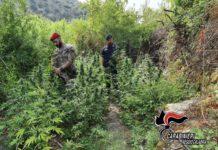 Coltivazione di sostanze stupefacenti- arrestati 3 giovani