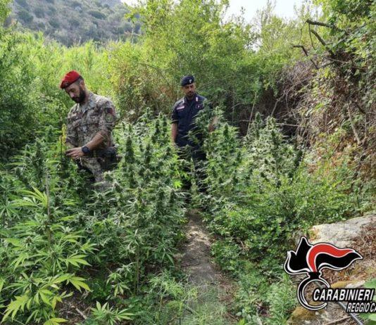 Coltivazione di sostanze stupefacenti- arrestati 3 giovani