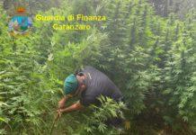 Scoperta piantagione di oltre 3mila piante di marijuana