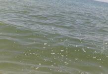 Arpacal – Balneazione a Nicotera: punto non conforme