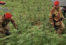 Sequestrata piantagione di marijuana ad Anoia