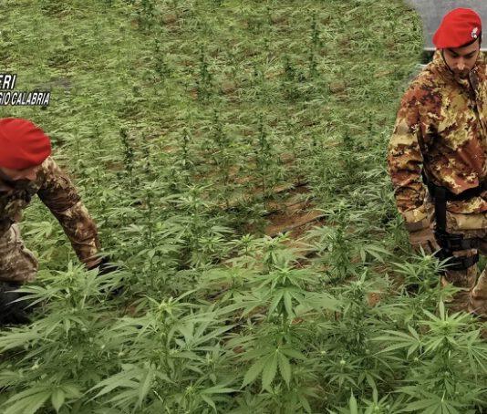Sequestrata piantagione di marijuana ad Anoia
