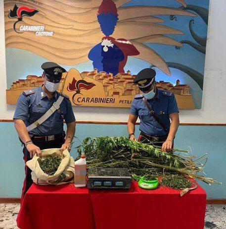 Sorpreso a curare piantagione di marijuana – arrestato 24enne