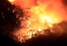 Incendi in Algeria – 38 morti