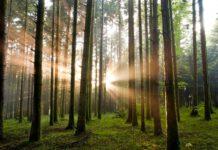 Si smarriscono nel bosco – salvati da polizia