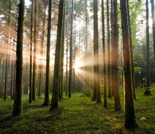 Si smarriscono nel bosco – salvati da polizia