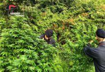 Scoperta e sequestrata piantagione di marijuana
