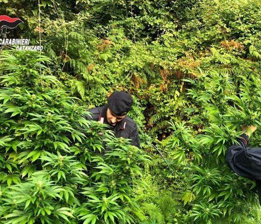 Scoperta e sequestrata piantagione di marijuana