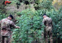 Oltre mille piante di cannabis scoperte dai carabinieri