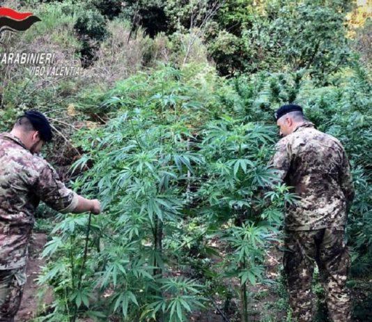 Oltre mille piante di cannabis scoperte dai carabinieri